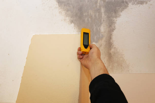 North Westport, MA Mold Removal Company