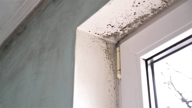 Best Black Mold Removal  in North Westport, MA