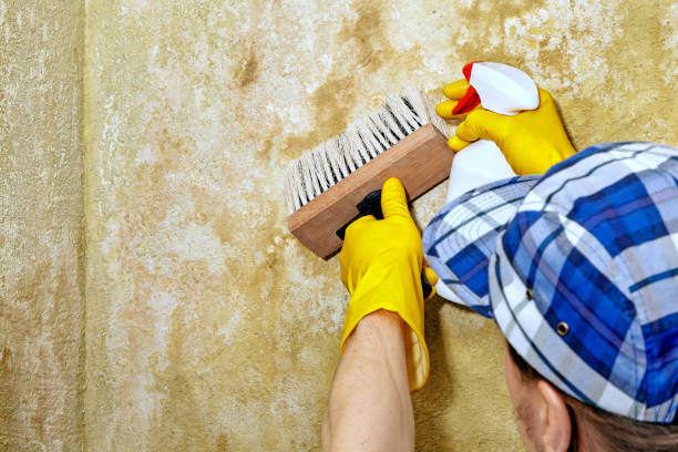 Best Industrial Mold Remediation  in North Westport, MA