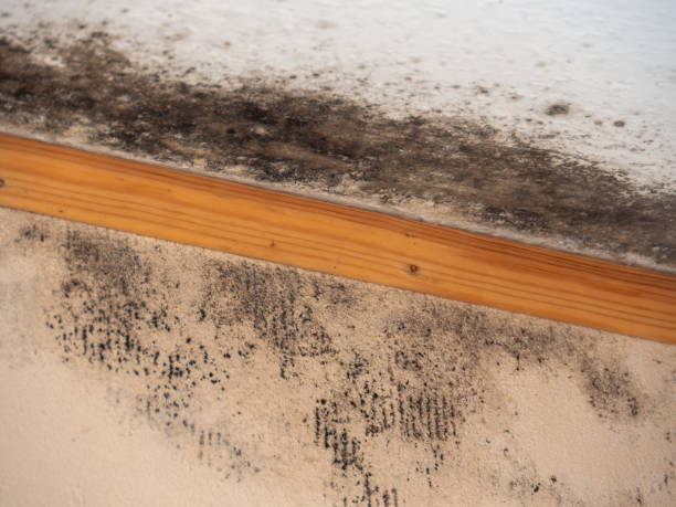 Best Basement Mold Removal  in North Westport, MA